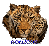 Bonjour-leopard.gif