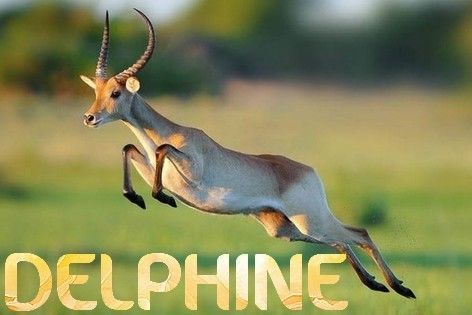 Delphine-gazelle_1.jpg