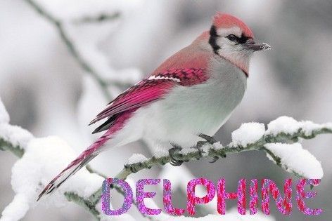 Delphine-oiseau15_1.jpg
