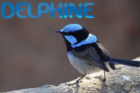 Delphine-oiseau16_1.jpg