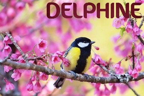 Delphine-oiseau17_1.jpg