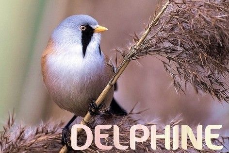 Delphine-oiseau21_1.jpg