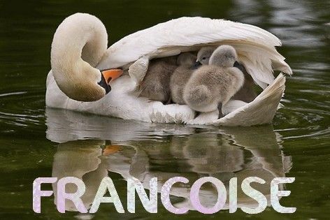 Francoise-cygne-et-cygneau_1.jpg