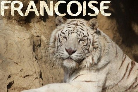 Francoise-tigre-blanc3_1.jpg