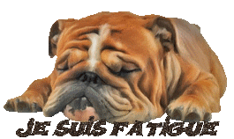 Je-suis-fatigue-chien.gif