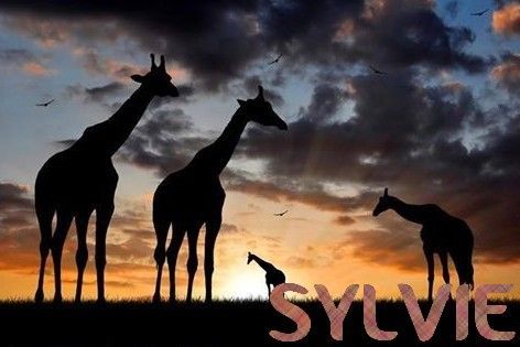 Sylvie-girafe.jpg